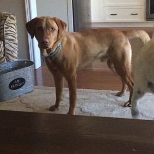 Meet your Posher, Stacey